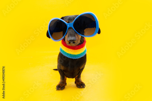 Funny puppy dog ready for carnival or Gay Pride s day. Isolated on yellow colored background