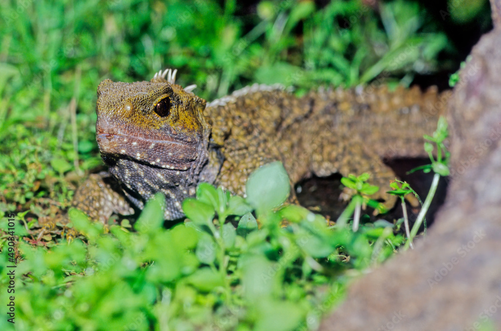 Fototapeta premium Tuatara.