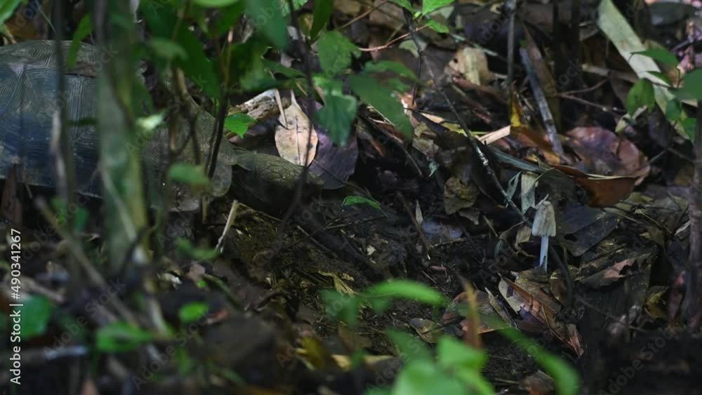 Approaching a white mushroom on the forest floor and eating it with satisfaction, Asian Forest Tortoise, Manouria emys, Kaeng Krachan National Park, Thailand. Approaching a white mushroom on the forest floor and eating it with satisfaction, Asian Forest Tortoise, Manouria emys, Kaeng Krachan National Park, Thailand.