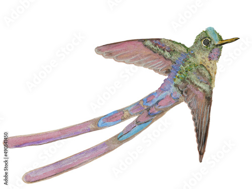 Painting of a long tailed sylph hummingbird flying isolated on white