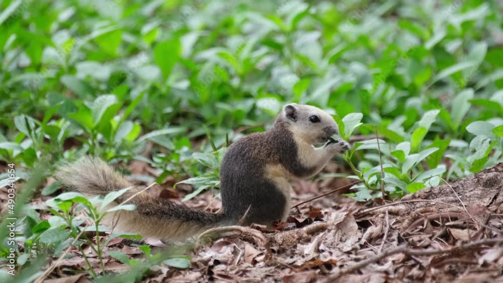 Seen foraging and holding its food with both hands facing to the right, Variable Squirrel Callosciurus finlaysonii, Thailand. Seen foraging and holding its food with both hands facing to the right, Variable Squirrel Callosciurus finlaysonii, Thailand.