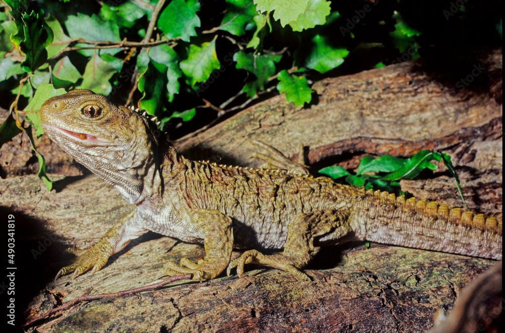 Obraz premium Tuatara.