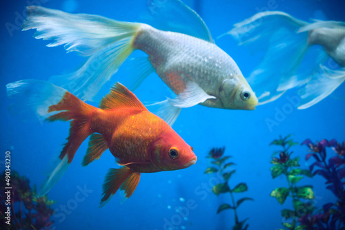 Goldfish and albinos in an aquarium with blue background.
