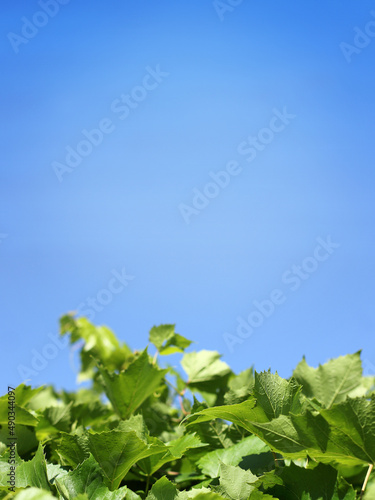 green leaves of grapes against the blue sky. spring growth up