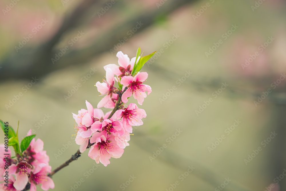 Fototapeta premium Beautiful cherry blossom sakura in spring time