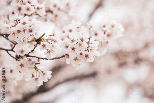 Beautiful cherry blossom sakura in spring time © suksan