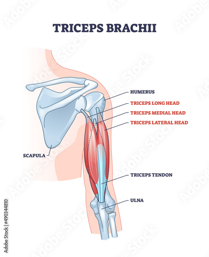 Triceps brachii muscle with human arm and shoulder bones outline diagram. Labeled educational scheme with long, medial and lateral head muscular system vector illustration. Human skeletal anatomy. photo
