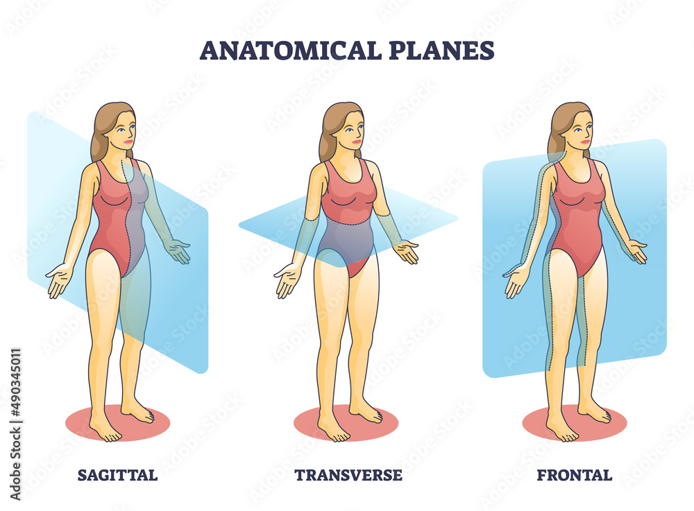 Vettoriale Stock Anatomical planes examples for medical human body  transection outline diagram. Labeled educational scheme with anatomical  sagittal, transverse and frontal person division types vector illustration.  | Adobe Stock