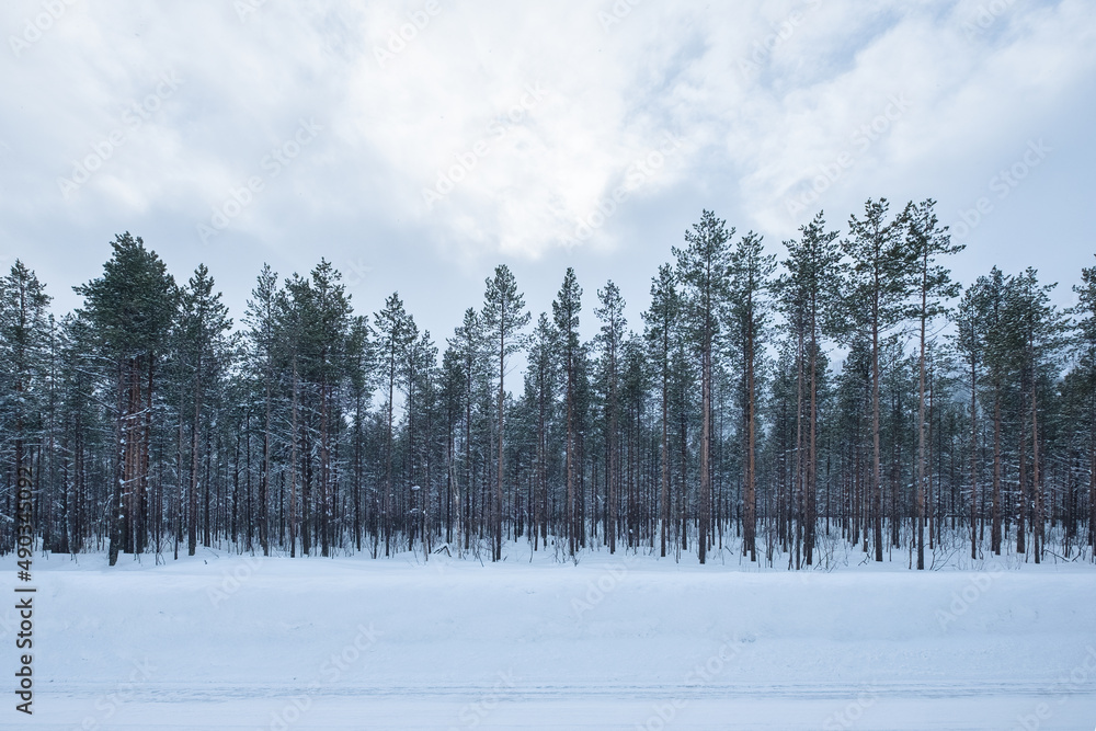 Pine forest with snow covered by the road on winter season Pine forest with snow covered by the road on winter season