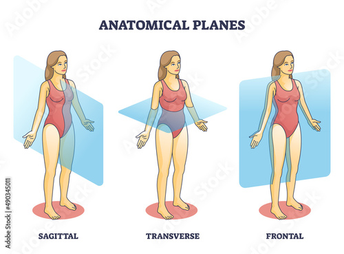 Anatomical planes examples for medical human body transection outline diagram. Labeled educational scheme with anatomical sagittal, transverse and frontal person division types vector illustration.