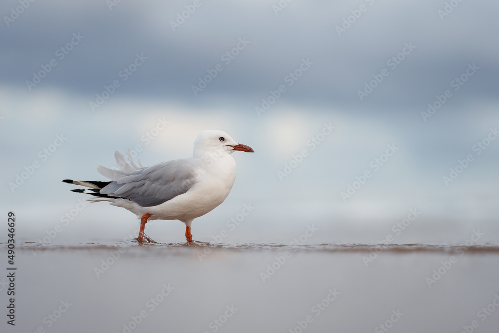 A silver gull on the beach at Gold Coast, Queensland, Australia. The silver gull (Chroicocephalus novaehollandiae) is the most common gull of Australia. A silver gull on the beach at Gold Coast, Queensland, Australia. The silver gull (Chroicocephalus novaehollandiae) is the most common gull of Australia.