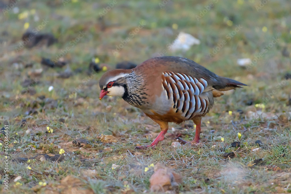 Red - legged Partridge Alectoris rufa -  closeup and portrait of gamebird in the pheasant family Phasianidae of the order Galliformes gallinaceous birds, colorful natural environment background