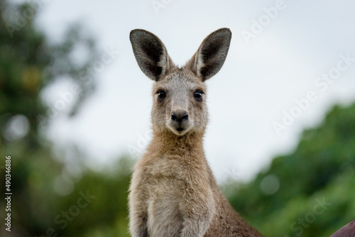 Close up photo of Kangaroo on North Stradbroke Island, Queensland, Australia. © beau