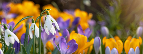 Beautiful colorful panorama of blooming spring meadow landscape, with snowdrop (Galanthus nivalis) and crocus (Crocus sieberi), illuminated by the morning sun photo