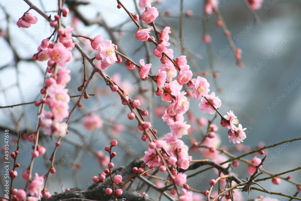 梅の花のクローズアップ