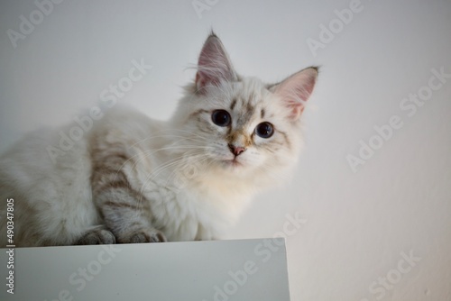 Playful young Siberian kitten. Blue eyes with tabby seal point mask. Also called Neva masquerade