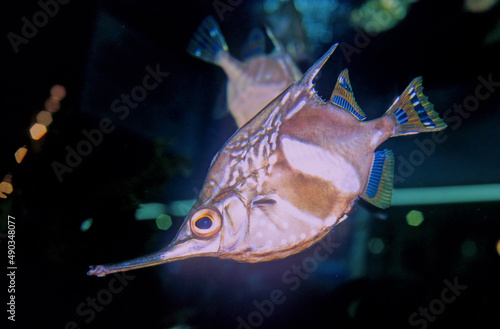 Crested bellowsfish photo