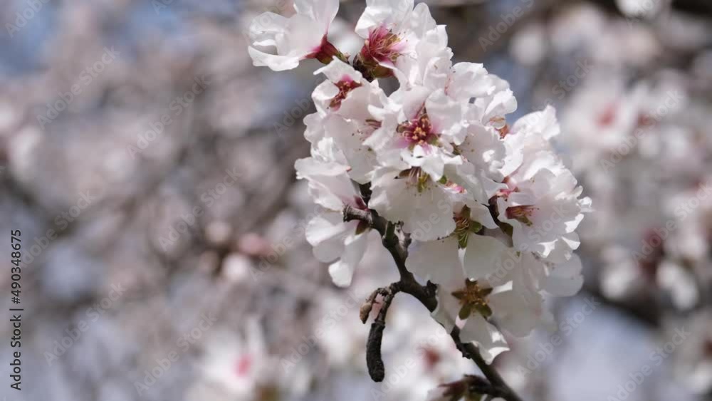 Almond trees with pink-white blossoms. Spring arrival scene.
Almond trees with pink-white blossoms. Spring arrival scene.