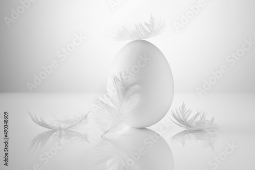 white chicken egg on a white background