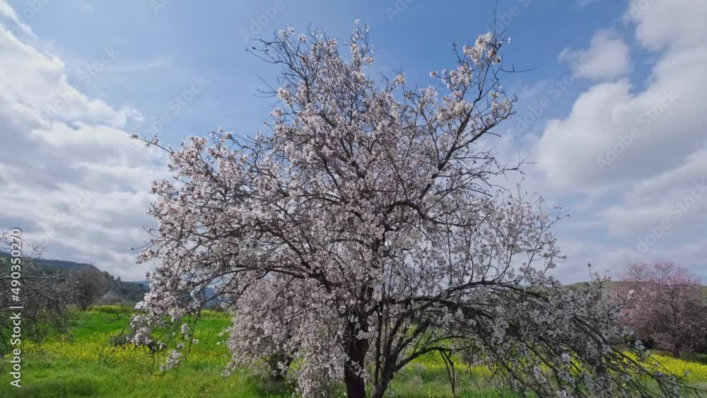 Almond trees with pink-white blossoms. Spring arrival scene.
Almond trees with pink-white blossoms. Spring arrival scene.