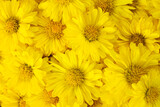 Closed up of yellow color Chrysanthemum flower pattern background