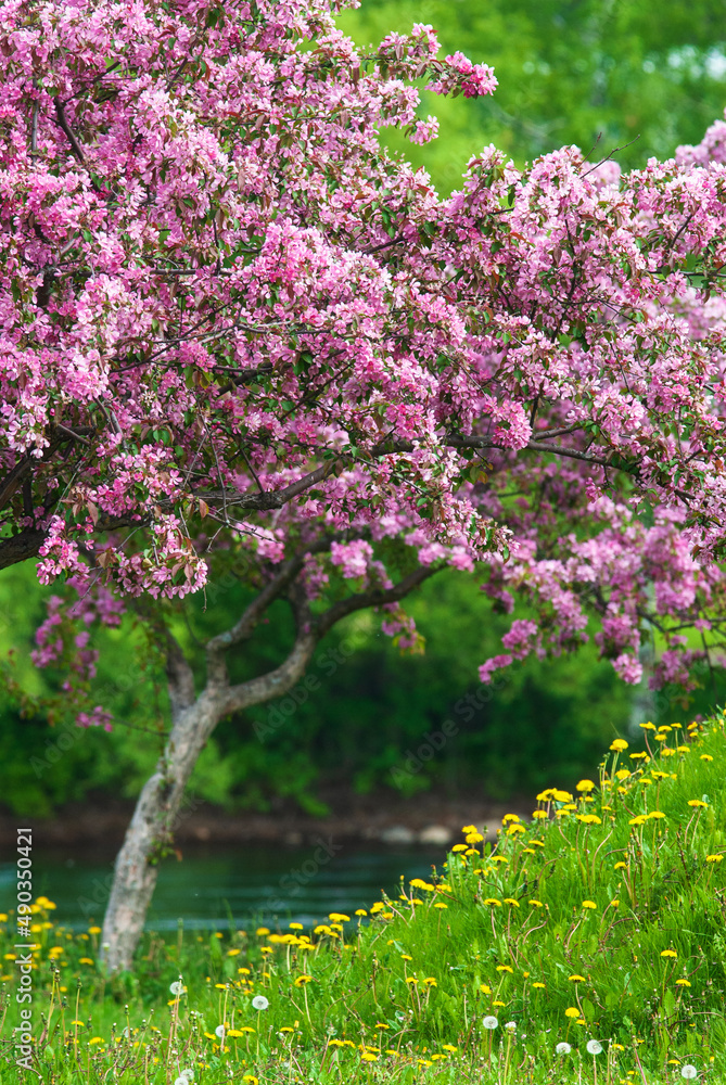 Obraz premium Crab apple trees in full bloom, pink blossoms, yellow dandelion flowers and green grass.