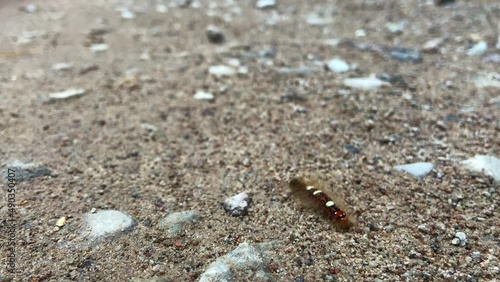 macro of a very cute caterpillar walkig on sand photo