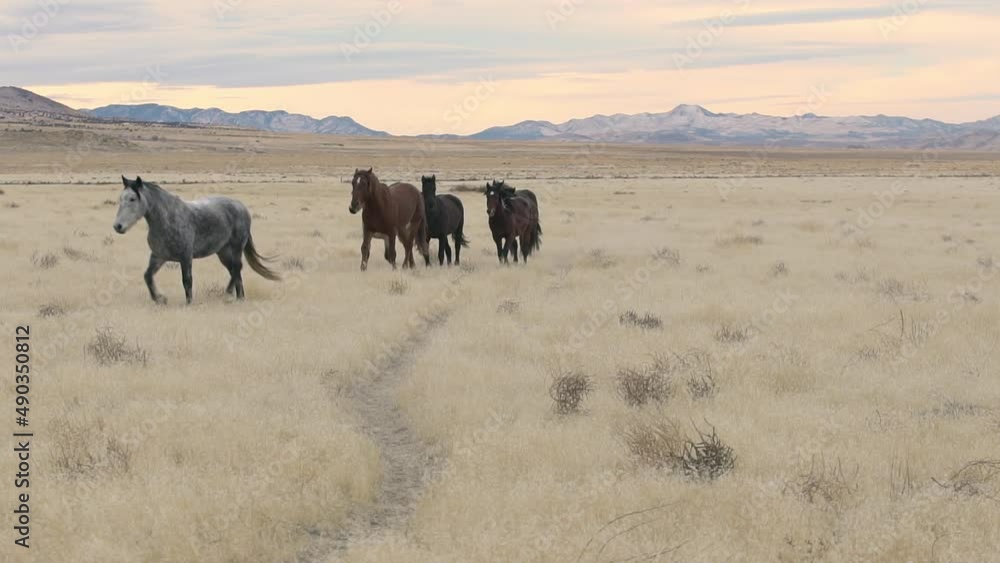 Wild horses running off trail to avoid people in the Utah West Desert. Wild horses running off trail to avoid people in the Utah West Desert.
