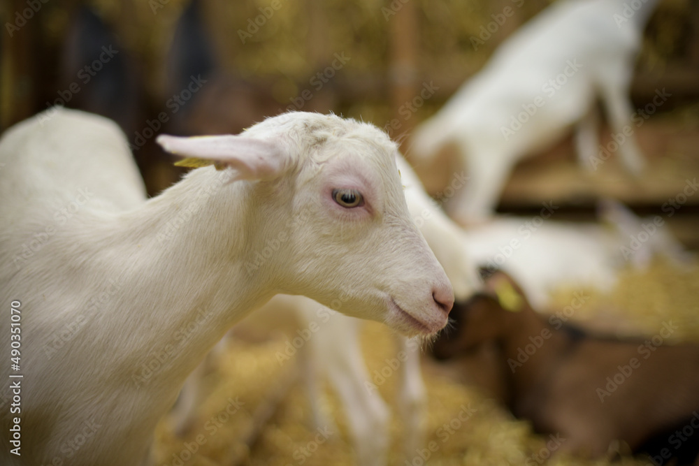 alpine breed goat at the agricultural show