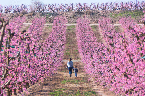 Aitona, Catalonia, Spain - February 28, 2022: Mother and daugther through rows of peaches blooming in spring in Lleida. There are many fields of pink flowers in Aitona, Alcarras and Torres de Segre. photo