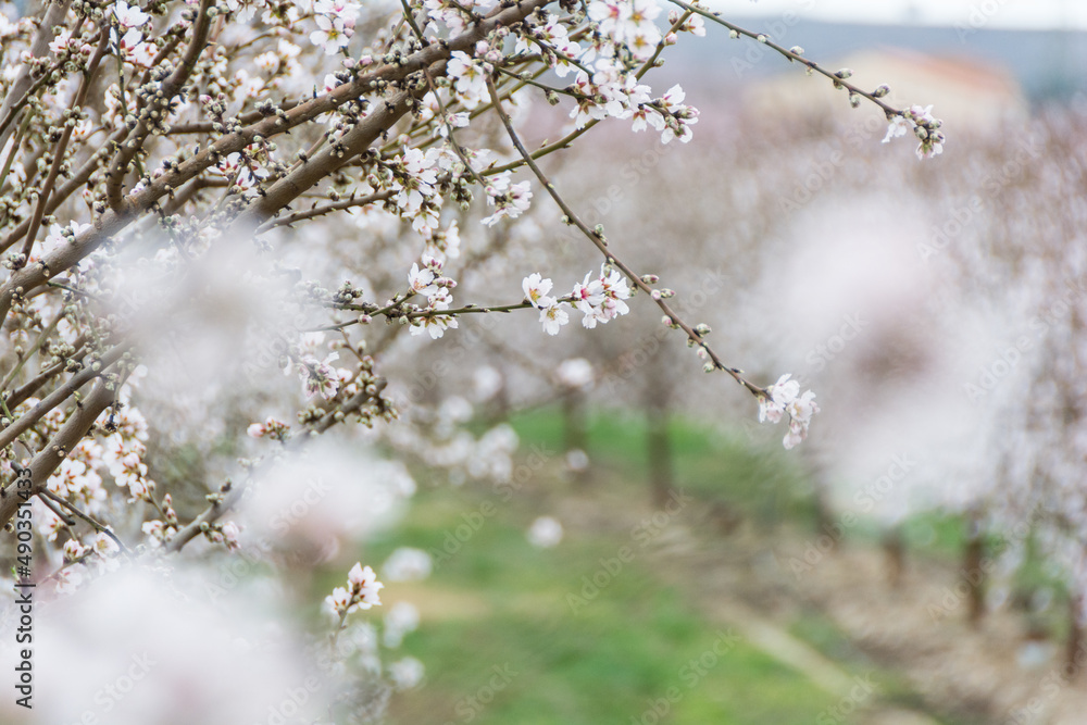 Aitona, Catalonia, Spain - February 28, 2022: Rows of almond blooming in spring in Lleida. There are many fields of white flowers in Aitona, Alcarras and Torres de Segre. Aitona, Catalonia, Spain - February 28, 2022: Rows of almond blooming in spring in Lleida. There are many fields of white flowers in Aitona, Alcarras and Torres de Segre.