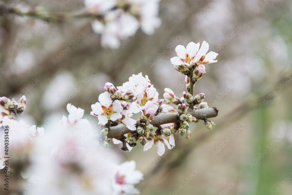 Aitona, Catalonia, Spain - February 28, 2022: With flowers of almond tree blooming in spring in Lleida. There are many fields of flowers in Aitona, Alcarras and Torres de Segre. Aitona, Catalonia, Spain - February 28, 2022: With flowers of almond tree blooming in spring in Lleida. There are many fields of flowers in Aitona, Alcarras and Torres de Segre.