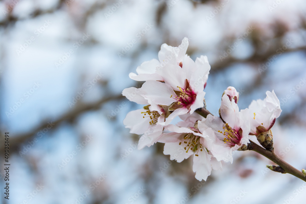 Aitona, Catalonia, Spain - February 28, 2022: With flowers of almond tree blooming in spring in Lleida. There are many fields of flowers in Aitona, Alcarras and Torres de Segre. Aitona, Catalonia, Spain - February 28, 2022: With flowers of almond tree blooming in spring in Lleida. There are many fields of flowers in Aitona, Alcarras and Torres de Segre.