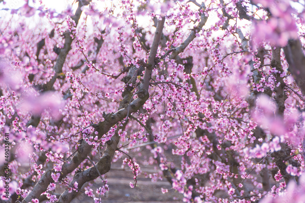Fototapeta premium Aitona, Catalonia, Spain - February 28, 2022: Rows of peaches blooming in spring in Lleida. There are many fields of pink flowers in Aitona, Alcarras and Torres de Segre.
