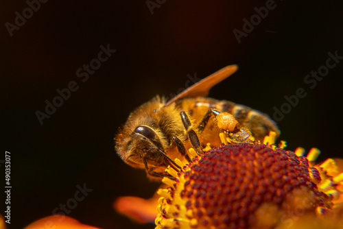 Honey bee covered with yellow pollen drink nectar, pollinating flower. Inspirational natural floral spring or summer blooming garden background. Life of insects. Extreme macro close up selective focus