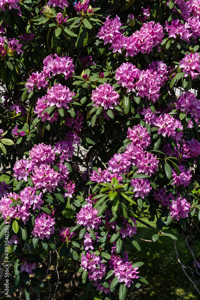 Flowering bush Rhododendron 'Roseum Elegans' (hybrid catawbiense) in landscape city park 