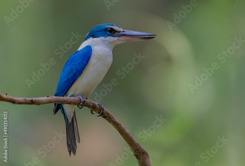 beautiful blue and white bird in nature . Collared Kingfisher © phetchara