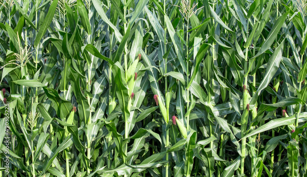 Fototapeta premium Cornfield closeup with ears of green corn.