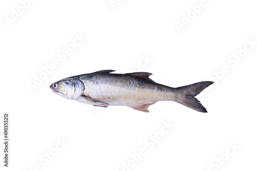 Fresh fourfinger threadfin or white Indian salmon fish isolated on white background with clipping path..