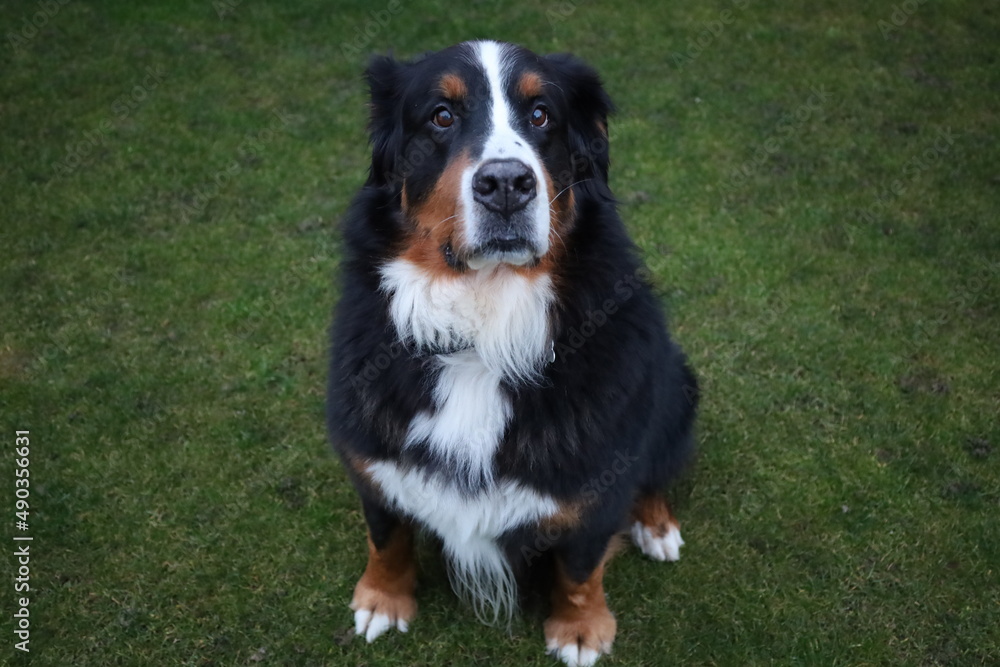 View on a Bernese Mountain Dog wich is a large dog breed, one of the four breeds of Sennenhund-type dogs from Bern, Switzerland and the Swiss Alps View on a Bernese Mountain Dog wich is a large dog breed, one of the four breeds of Sennenhund-type dogs from Bern, Switzerland and the Swiss Alps