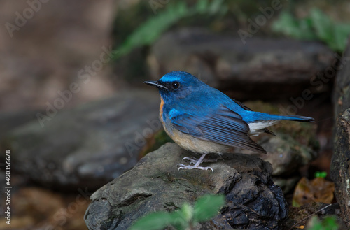 beautiful blue bird in nature Indochinese Blue Flycatcher. © sakda