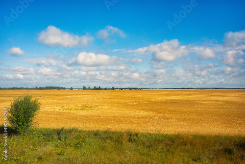 Blue sky with a clouds over field of wheat  Ukraine
