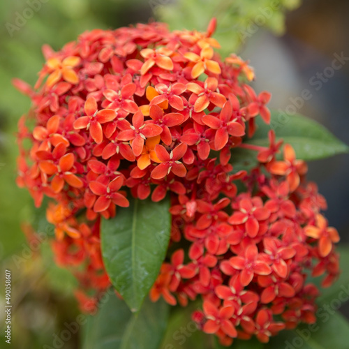 Ixora is a genus of flowering plants in the family Rubiaceae. It is the only genus in the tribe Ixoreae. It consists of tropical evergreen trees and shrubs and holds around 562 species.
