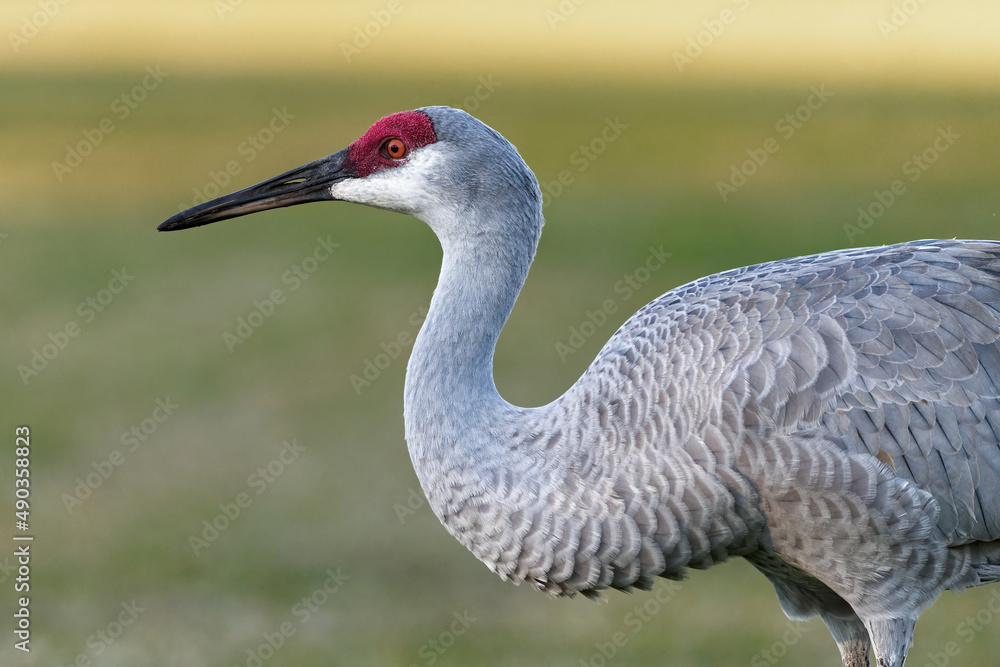 Obraz premium Profile of a Sandhill Crane in Florida