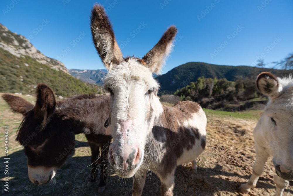 Catalan donkeys in the Pyrenees in Spain Catalan donkeys in the Pyrenees in Spain