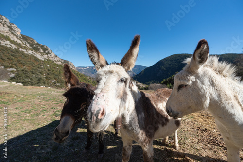 Catalan donkeys in the Pyrenees in Spain