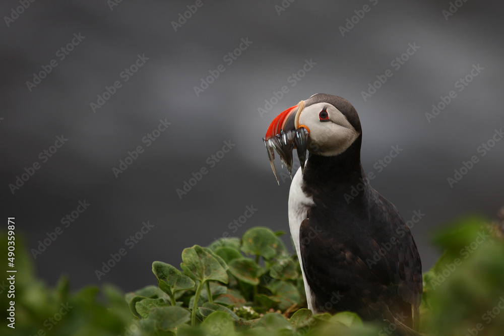 Fototapeta premium Papageitaucher / Atlantic puffin / Fratercula arctica..