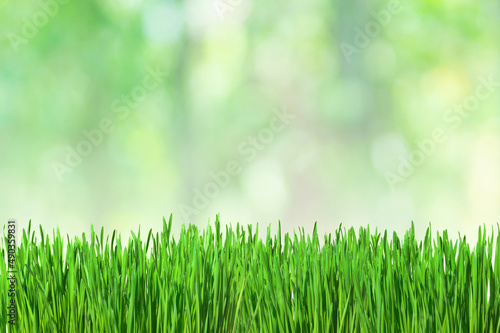 Natural background with fresh green grass with blurry bokeh background