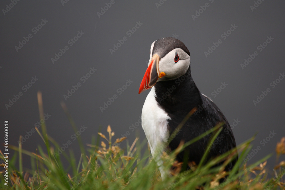 Naklejka premium Papageitaucher / Atlantic puffin / Fratercula arctica