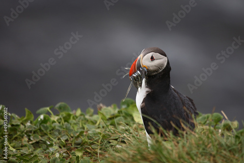 Papageitaucher / Atlantic puffin / Fratercula arctica.. © Ludwig